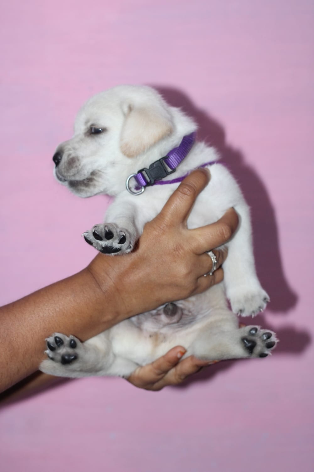 Labrador puppy's